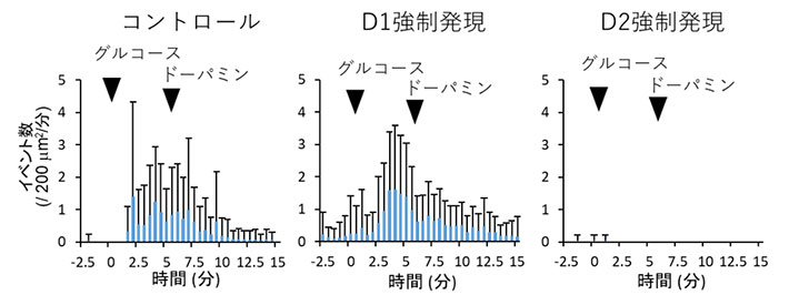 図2 全反射照明蛍光顕微鏡（TIRFM）による、D1受容体およびD2受容体を強制発現したβ細胞のインスリン分泌の観察結果 D1受容体およびD2受容体を強制発現したβ細胞におけるインスリン分泌を、それぞれTIRFMで観察した結果。強制発現を行わなかったコントロール、およびD1受容体の強制発現を行ったものでは糖応答性インスリン分泌能が観測されるが、D2受容体の強制発現を行ったものではインスリン分泌能が消失した。