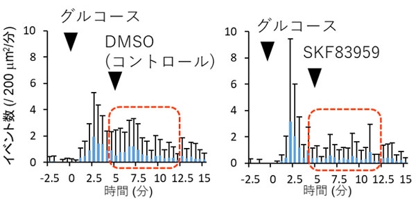 図4 D1-D2ヘテロ多様体を活性化するSKF83959を用いたインスリン分泌の観察 D1-D2ヘテロ多様体を活性化するSKF83959を加えた上で、全反射照明蛍光顕微鏡（TIRFM）を用いてインスリンの開口放出の観察を行った。その結果、SKF83959の代わりにその溶媒であるジメチルスルホキシド（DMSO）を加えたコントロール（左）と比較して、SKF83959を加えたD1-D2ヘテロ多様体（下）は添加直後の短時間内の分泌イベント数を減少させた（赤枠内）。