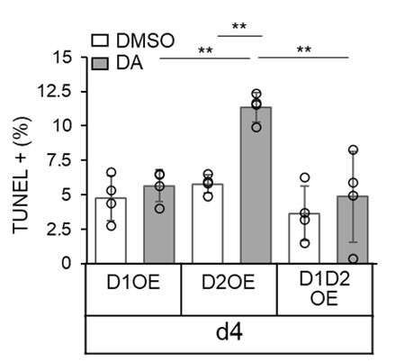 図5 D1受容体を強制発現させた（D1OE）β細胞、D2受容体を強制発現させた（D2OE）β細胞、D1とD2の両方の受容体を同時強制発現させた（D1D2OE）β細胞における、培養4日目（d4）のTUNEL法での陽性細胞の割合 D2OEではドーパミン（DA）存在下でのTUNEL陽性率が増加するが、D1D2OEではTUNEL陽性率の増加は見られなかった。D2受容体の強制発現は細胞死を誘導するが、D1受容体を同時に強制発現させることで阻害されることが分かる。