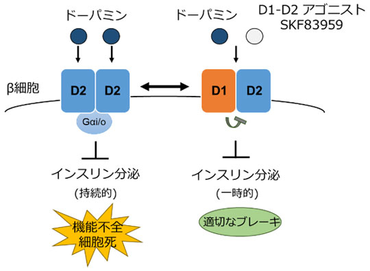 図6 D1-D2ヘテロ多量体によるβ細胞の機能調節機構 D2受容体はドーパミンによって持続的にインスリン分泌を抑制する一方で、過剰に働きすぎれば機能不全と細胞死を誘導する。しかし、D1受容体が同時に存在することで、D1-D2ヘテロ多量体を形成し、一時的な分泌抑制を示しながら細胞死を誘導することなく、適切なブレーキ機構として働く。