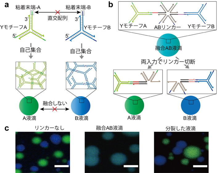 (a) YモチーフとDNA液滴形成の概念図。YモチーフAとYモチーフBからそれぞれA液滴とB液滴が形成され、直交する粘着末端によって、A液滴とB液滴は融合しない。(b) ABリンカーは、YモチーフAとYモチーフBを連結して融合AB液滴を形成する。両入力がある場合、ABリンカーが切断されることで融合液滴が分裂する。 (c) 蛍光顕微鏡から撮影したDNA液滴の写真。リンカーがない場合（左）、リンカーがある場合形成された融合液滴（中）、両入力で融合液滴が分裂（右）。スケールバー：10 µm