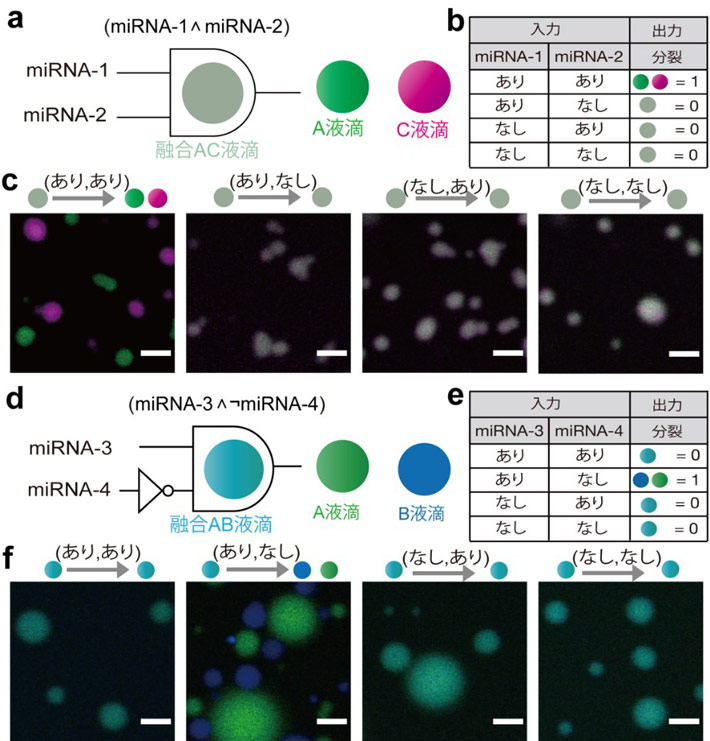 (a-c) 論理演算(miRNA-1 ∧ miRNA-2)ができる融合AC液滴。 (a) AC液滴模式図。(b) 論理演算の真理値表。 (c) 4つの入力パターンのそれぞれに対応する融合AC液滴の分裂の様子の顕微鏡画像。「miRNA-1とmiRNA-2が両方存在する」という条件を満たす場合(1,1)のみ、融合液滴が分裂していることがわかる。  (d-e) 論理演算(miRNA-3 ∧ ¬miRNA-4)ができる融合AB液滴。(d) AB液滴模式図。 (e) 論理演算の真理値表。(f) 4つの入力パターンのそれぞれに対応する融合AB液滴の分裂の様子の顕微鏡画像。「miRNA-3があり、miRNA-4はない」という条件を満たす場合(1,0)のみ、融合液滴が分裂していることがわかる。スケールバー：10 µm