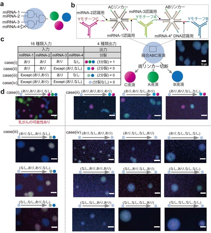 (a) 論理演算((miRNA-1 ∧ miRNA-2) ∧ (miRNA-3 ∧ ¬miRNA-4))ができる融合ABC液滴模式図。 (b) 融合ABC液滴の形成。(c) 論理演算の真理値表。 (d) 16種類の入力パターンのそれぞれに対応する融合ABC液滴の分裂の様子の顕微鏡画像。miRNA-1とmiRNA-2が存在し、かつ「miRNA-3があり、miRNA-4は存在しない」条件を示すcase (i)の場合のみ、融合液滴が3つの液滴（赤・緑・青）に分裂していることがわかる。スケールバー：10 µm