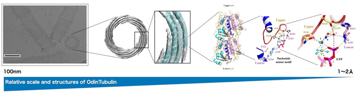 図1. オーディンチューブリンタンパク質のスケールサイズ別の構造 （Credit: カネール・アキール、藤島皓介、ロバート・ロビンソン/ C. Akıl et al. Sci. Adv.2022より改変）