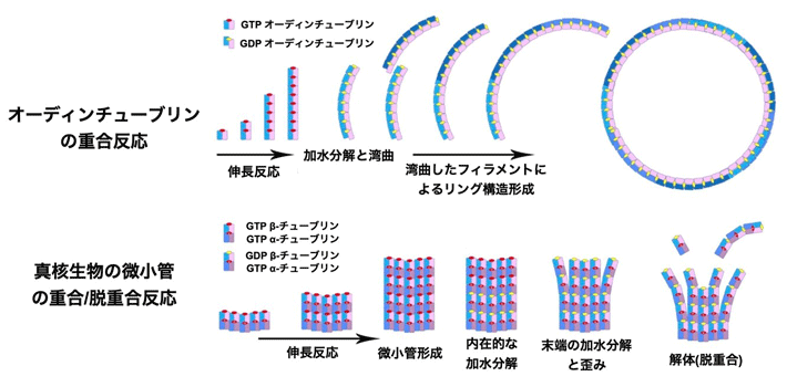 図2. オーディンチューブリンと真核生物の細胞分裂に関わる微小管の重合反応の比較 （Credit: ロバート・ロビンソン/ C. Akıl et al. Sci. Adv.2022より改変）