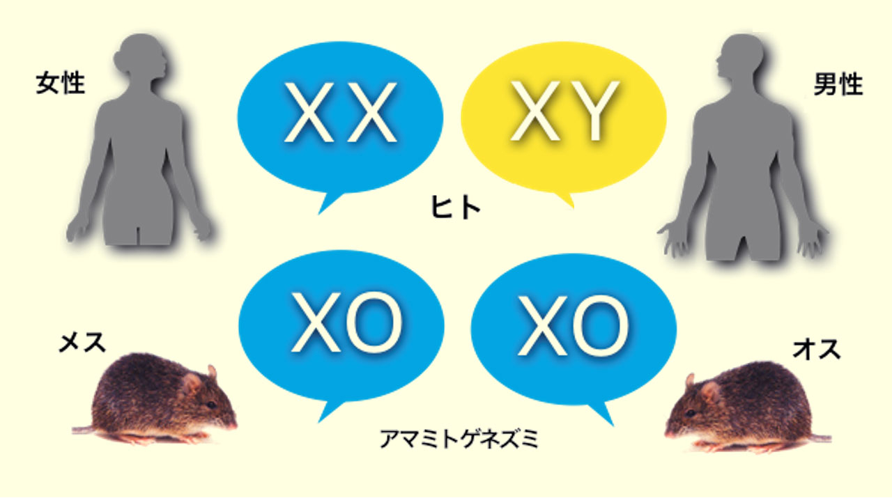 哺乳類の新しい性決定の仕組みを発見 Y染色体とSry遺伝子が消失