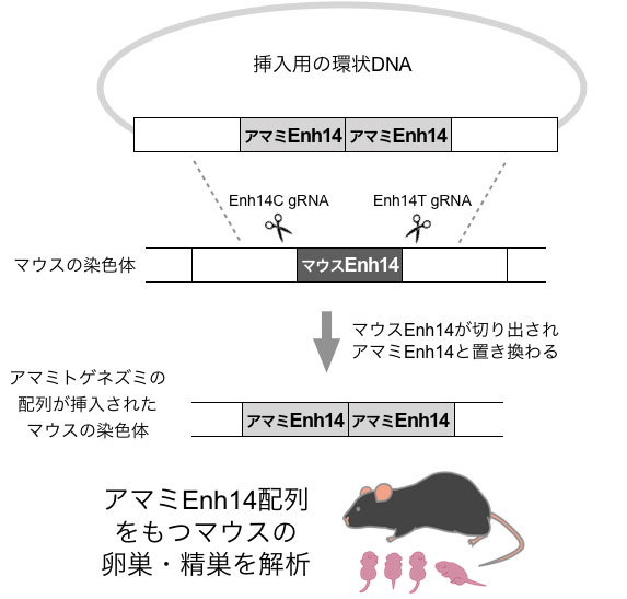 図3 ゲノム編集マウスの作成過程 