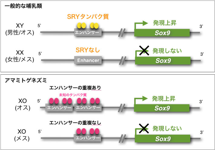 図4 新しく発見されたシス因子による性決定メカニズム Sry遺伝子に依存しないメカニズムは世界初