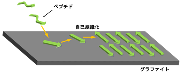 図2 グラファイト表面に吸着し、分子膜へと自己組織化するペプチド 