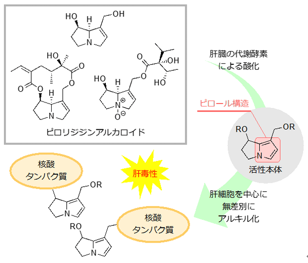 図1 ピロリジジンアルカロイドと肝毒性 