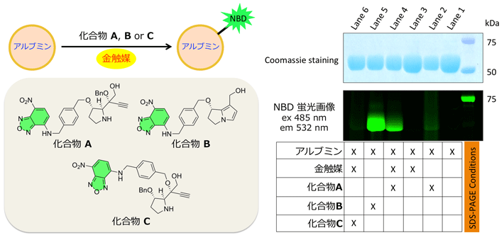 図4 前駆体から変換された活性本体の反応 