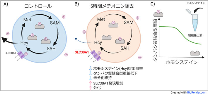図1. 多能性幹細胞を通常培地で培養した場合。メチオニン代謝およびSLC30A1による亜鉛排出が起きる。 B) メチオニン除去培地で5時間培養した場合。ホモシステイン排出阻害、タンパク質結合型亜鉛（Zn）の低下、SLC30A1発現増加が引き起こされ、細胞は分化傾向へ推移する。 C) ホモシステインは細胞内のタンパク質結合型亜鉛濃度を低下させる。