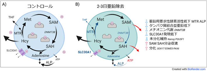 図2. A) 通常培地で多能性幹細胞を培養した場合の細胞内外の代謝。 B) 亜鉛除去培地で2-3日培養した場合の代謝。増殖抑制・亜鉛要求性酵素の活性低下・タンパク質結合型亜鉛低下・メチオニン代謝変動が起き、分化状態へ変化する。