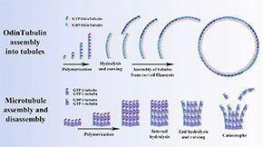 Scientists discover potential key missing link protein bridging eukaryotes and prokaryotes