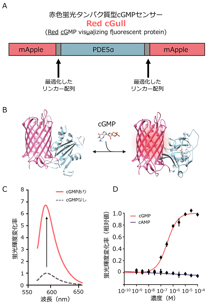 図1 Red cGullの構造模式図とその性質 （A）Red cGullの模式図。赤色蛍光タンパク質mAppleを分割し、cGMP結合ドメインPDE5αの配列を挿入した。（B）Red cGullの構造模式図。cGMPが結合ドメインへ結合することで、Red cGullの立体構造が変化しmAppleの蛍光輝度が上昇する。（C）Red cGullにcGMPを投与すると、蛍光輝度が約6.7倍変化する。（D）Red cGullの輝度変化は、cGMP濃度依存的である。cAMP（環状アデノシン一リン酸）には応答しない。（Development of a red fluorescent protein-based cGMP indicator applicable for live-cell imaging Takizawa et al., Communications Biology, 2022より一部改変）