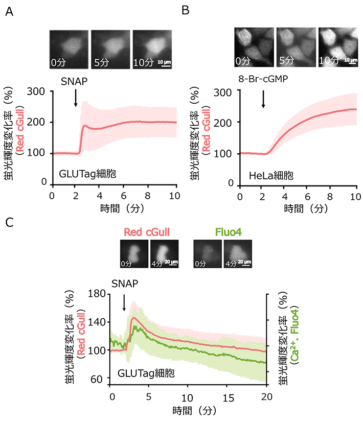 図2 Red cGullを発現させた細胞を用いたイメージング （A）マウス小腸内分泌細胞株GLUTag細胞にRed cGullを遺伝子発現させ、600 µM SNAを投与した際の蛍光輝度変化率（%）と細胞の様子。（B）ヒト由来子宮頸がん細胞株HeLa細胞にRed cGullを遺伝子発現させ、2 mM 8-Br-cGMPを投与した際の蛍光輝度変化率（%）と細胞の様子。マウス小腸内分泌細胞株GLUTag細胞にRed cGullとCa2+蛍光指示薬Fluo4を導入し、600 µMSNAPを投与した際の蛍光輝度変化率（%）と細胞の様子。挿入画像中の時間は、刺激投与からの経過時間を示す。（Development of a red fluorescent protein-based cGMP indicator applicable for live-cell imaging Takizawa et al., Communications Biology, 2022より一部改変）