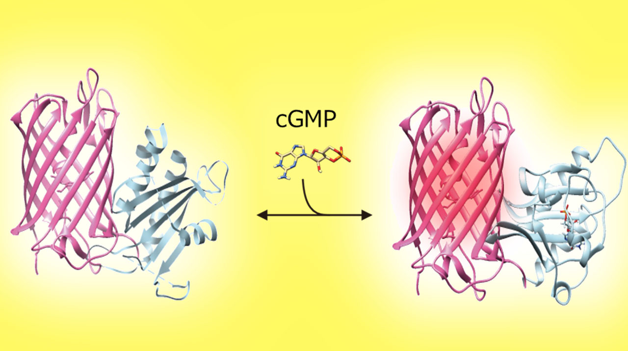 赤色蛍光タンパク質型cGMPセンサーの開発と多色イメージングへの応用