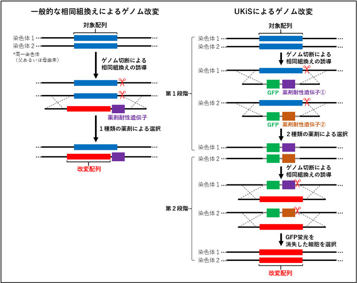 図1. 従来の相同組換えによるゲノム改変法とUKiSの比較