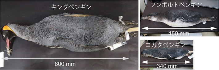 図1. 背中の毛の間隔の計測に用いたキングペンギン、フンボルトペンギン、コガタペンギンの剥製標本（所蔵：山階鳥類研究所）。