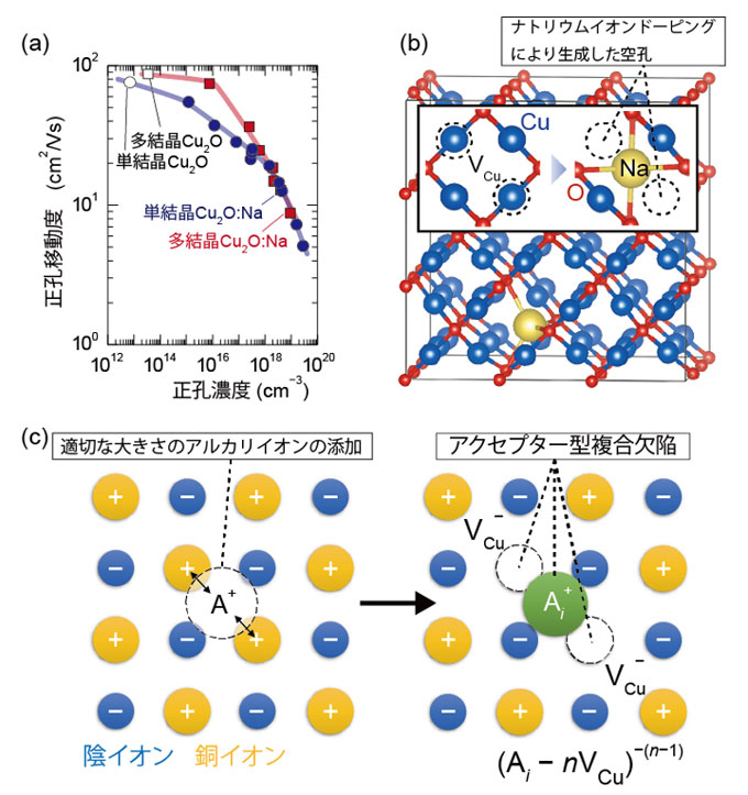 図1 Cu2OのNa不純物を用いた正孔ドーピングとそのドーピングモデル。（a）Cu2O:Naバルク多結晶と単結晶の正孔濃度と正孔移動度。（b）理論計算により得られたアクセプター型複合欠陥（Nai−2VCu）の構造。（c）等原子価不純物A+イオンとCu+イオンとの静電反発により生成させる複合欠陥のモデル。格子間A+と隣接するCu+が抜けて銅空孔（VCu）となる。