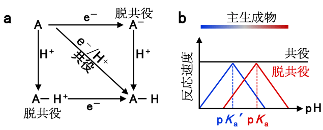 図1 脱共役プロトン電子移動による選択性制御 a：AをA-Hに変換する反応において、電子（e-）とプロトン（水素イオン、H+）が移動する際、両者が同時に移動する（共役、斜めの矢印）か、どちらか一方が先に移動するか（脱共役）の2通りがある。b：共役型の場合、反応速度はpHには依存しない（黒線）。一方で、脱共役型の場合、反応速度はpHに対し、極大を示す（赤線、青線）。この極大となるpHは、中間体（aのA-やA-H+）の酸解離定数pKaに依存し、一般に反応経路ごとに異なる。このため、脱共役プロトン電子移動の場合、pHを変えることにより選択性の向上が可能となる。