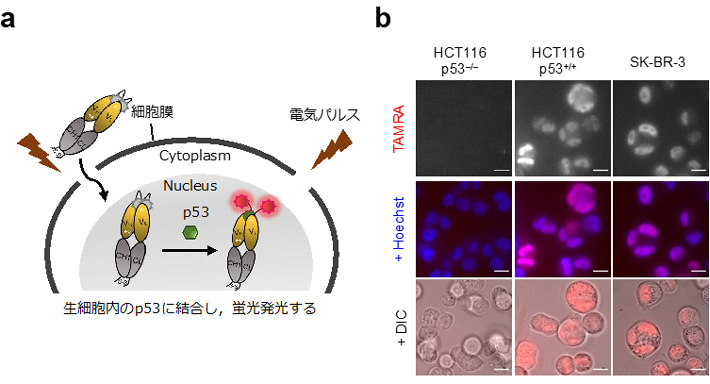 図2. p53 Intra Q-bodyの実験スキーム（a）と共焦点顕微鏡画像（b）。p53を発現しないHCT116p53(–/–)は殆どTAMRA由来の蛍光を示さないが、他のヒトがん細胞は細胞核（Hoechstで青色に染色）で顕著な蛍光を示す。
