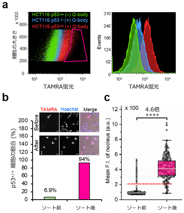 図4. p53 Intra Q-bodyを用いたHCT116細胞のセルソーターを用いた分取。（a）Intra Q-bodyを添加しない細胞（緑）、Intra Q-bodyを添加したが抗原を発現しない細胞（青）と抗原発現細胞（赤）の集団のTAMRA蛍光のヒストグラム。赤枠部分の細胞を分取した。（b）分取前後のp53陽性細胞集団の割合。（c）分取前後の細胞核のTAMRA蛍光強度の分布を示すボックスプロット。