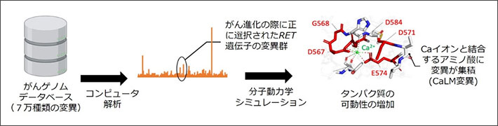 図1 コンピュータ解析による意義不明変異の意義付け 