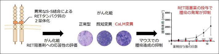 図2 既存薬に対する治療応答性の評価 