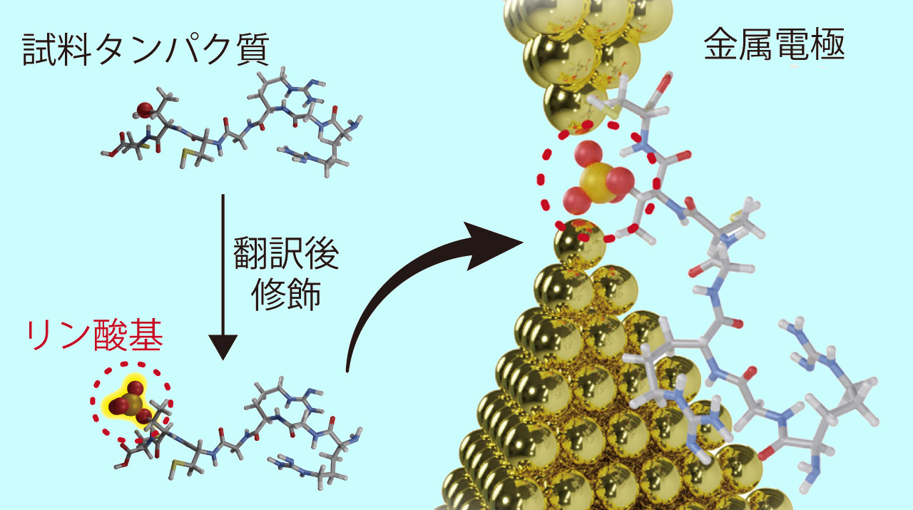 research01 - 京都大学大学院 工学研究科 合成・生物化学専攻