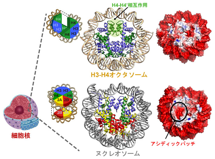 図1 本研究で得られたH3-H4オクタソームの立体構造 クライオ電子顕微鏡解析によって、H3-H4オクタソームは通常のヌクレオソームと似通った概形を持ちながら、H4-H4’同士の特徴的な相互作用を持ち、クロマチン結合因子の足場となるアシディックパッチを持たないユニークな構造をとることが明らかになりました。