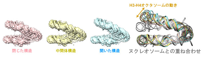 図2 H3-H4オクタソームは動的な構造をとる クライオ電子顕微鏡解析から、H3-H4オクタソームには、2つのディスク構造の開き方の異なる3つの状態が存在することが明らかになり、通常のヌクレオソームよりもずっと柔軟な構造をとることが明らかになりました。