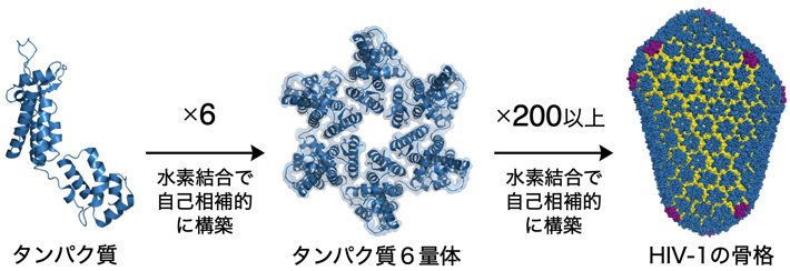 図1 ヒト免疫不全ウイルス（HIV-1）の構築プロセス 