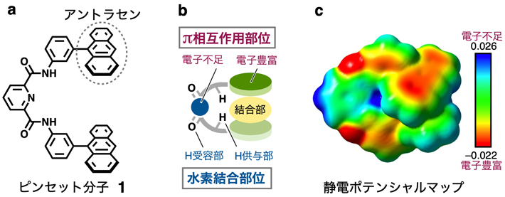 （a）研究グループが開発したピンセット分子1の化学構造。（b）ピンセット分子のデフォルメ図と4種類の相互作用部位。（c）1の静電ポテンシャルマップ。アントラセンと酸素原子付近は電子が豊富（赤色）で、ピンセットの支点にあたる部位が電子不足（青色）となっていることがわかる。