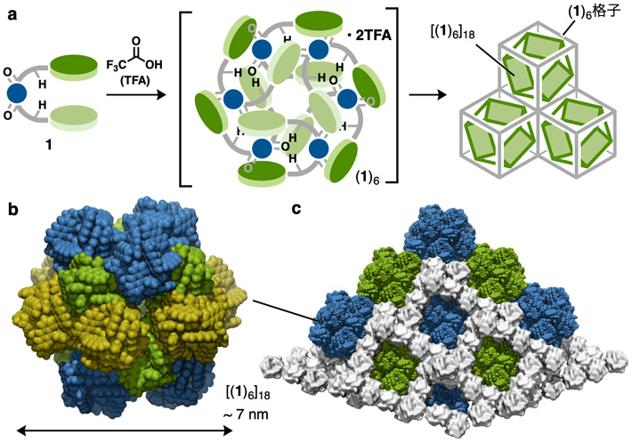 （a）酸性条件下におけるピンセット分子 1の環状6量体(1)6を経由した球状集合体[(1)6]18と(1)6格子の構築。（b）球状集合体[(1)6]18のX線結晶構造解析結果。（c）各球状集合体[(1)6]18が格子に収容されている図。白色は(1)6格子を示す。隣接する[(1)6]18を交互に緑と青色で表示。