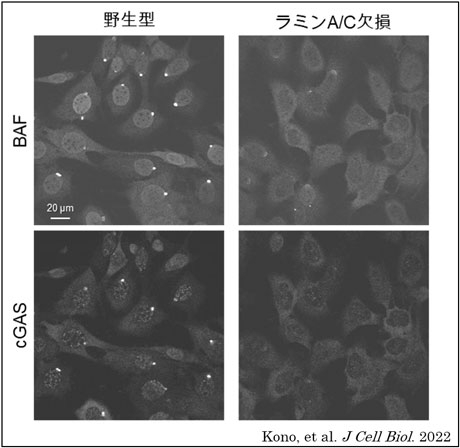 図2 ラミンA/C欠損細胞において核膜が破壊されてから10分後のBAFとcGASの破壊部位への集積が減弱した。 