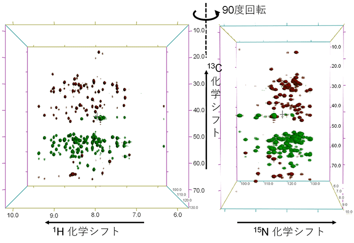 図3 超1 GHzコンパクトNMR装置で取得したタンパク質溶液試料のNMRスペクトルの例 76アミノ酸残基からなるユビキチンタンパク質の1 mM水溶液（50 mMリン酸塩緩衝液、pH7）を測定した例。化学結合で結合する水素原子（1H：1,010 MHzに対するppm）、窒素原子（15N：102 MHzに対するppm）とCα原子とCβ原子（縦軸13C：254 MHzに対するppm）のNMR信号を3次元空間で表した図（3次元HNCACBスペクトル）。Cα原子は緑（正の強度）、Cβ原子は茶（負の強度）で区別され、それぞれのNMR信号が分子内のどの原子から出ているか決める（帰属という）ために使われる。測定時間は20時間だった。5 mm直径HCNプローブ（z軸勾配磁場コイル付き）を使用した。