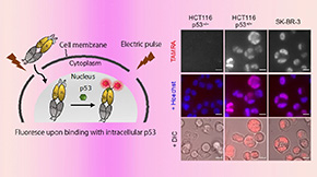 Live Intracellular Imaging with New, Conditionally Active Immunofluorescence Probe
