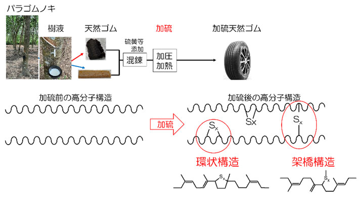 加硫天然ゴム中の新しい部分構造を発見