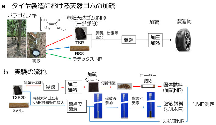 図1 タイヤ製造における天然ゴムの加硫と、本実験の流れの比較 