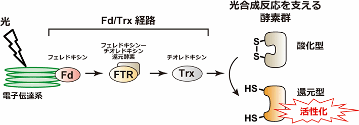 図1. 酸化還元制御システムを構成するFd/Trx経路。光合成電子伝達系によって生産された還元力を標的となる酵素へと伝達して活性化する。光合成反応を支える複数の酵素がこの制御を受けている。