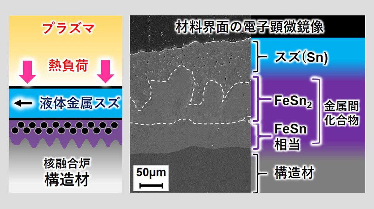 液体金属スズで構造を保護する核融合炉機器の開発に見通し 高温の液体金属スズによる材料腐食のメカニズムと対処法を解明 | 東工大ニュース ...