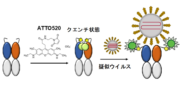 S1タンパク検出用Q-bodyの構築法と利用法。抗体A7のFab断片アミノ末端に付加した2箇所のシステイン残基にATTO520蛍光色素を反応させてQ-bodyとし、これに疑似新型コロナウィルス（Pseudovirus）を2分間反応させた。