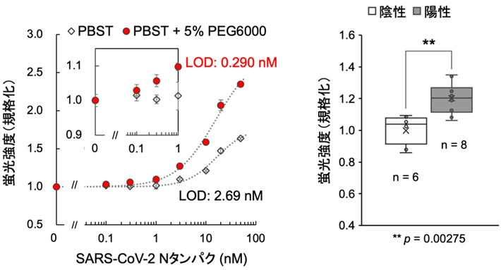 図4. （左）微量の界面活性剤（0.1% Tween20）を含むリン酸緩衝液（PBST）およびこれに5% ポリエチレングリコール6000（PEG6000）を加えてTAMRA修飾Q-bodyで抗原検出を行った場合の検量線。低濃度領域とその検出限界（LOD）を内側に示す。なお、反応時間は5分とした。（右）ポータブル蛍光測定装置を用いて行った、東京医科歯科大学病院での測定結果。99.7%以上の確度で陽性・陰性サンプルが判定できた。