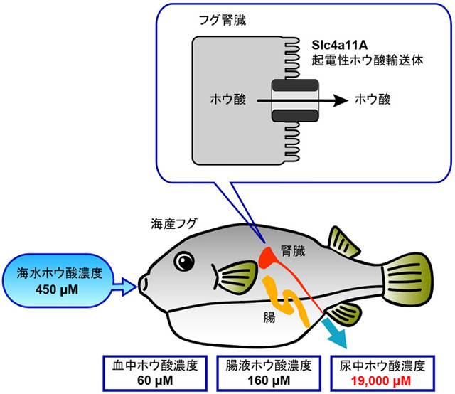 図1 海水魚によるホウ酸排出機構。海水魚腎臓に発現するSlc4a11Aが起電性ホウ酸輸送体として機能し、尿中にホウ酸を濃縮して排出する。