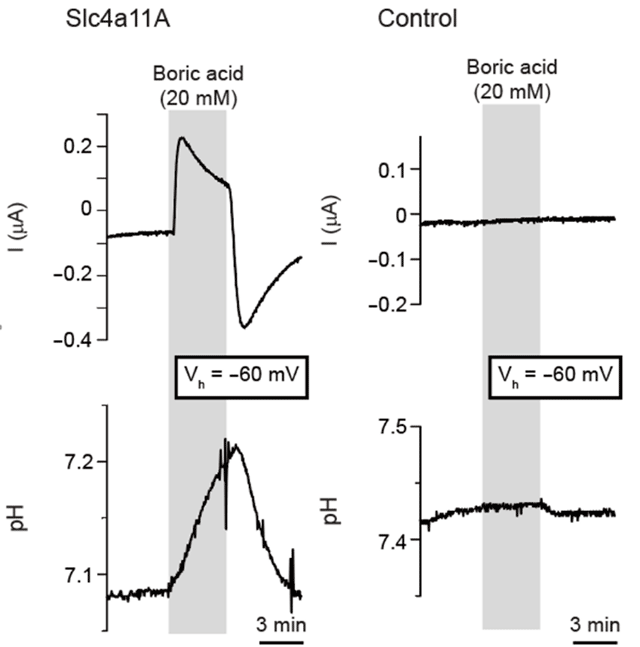 図2 アフリカツメガエル卵母細胞に発現させたメフグSlc4a11Aの活性測定。Slc4a11Aが起電性のホウ酸輸送体であることが明らかになった。Slc4a11Aを発現させた卵母細胞の培地にホウ酸を添加すると、外向き膜電流と細胞内pHの上昇を観察した。また培地からホウ酸を除くと内向きの膜電流とpHの下降を観察した。これらの結果はSlc4a11Aが、ホウ酸に応答する起電性の輸送体であることを示している。