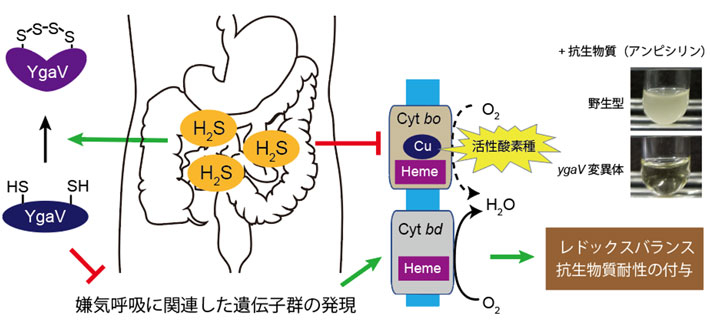 図1. YgaVによる転写制御機構とその生理的重要性のモデル：硫化水素（H2S）のない条件においてYgaVは嫌気呼吸に関連した遺伝子の転写を抑制している。腸内の硫化水素濃度が高まると、大腸菌の呼吸酵素の1つCyt boは阻害される。この条件になると、4つのイオウ（S）を介した架橋がYgaVの分子内にでき、構造が変化し、YgaVは遺伝子発現抑制能を失う。その結果、もう1つの呼吸酵素Cyt bdなどの微好気・嫌気的生育に必要なタンパク質が作られ、電子が適切に処理され、活性酸素種の生成が抑えられる。YgaVを欠損すると、抗生物質（アンピシリン）への耐性が弱まる。