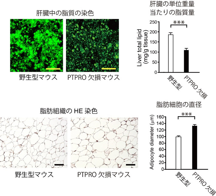 図1. PTPROを欠損したマウスでは肝臓への脂肪の蓄積が低く抑えられた（上）。一方、脂肪組織では脂肪細胞が大きくなり、脂肪蓄積能が増大した（下）。
