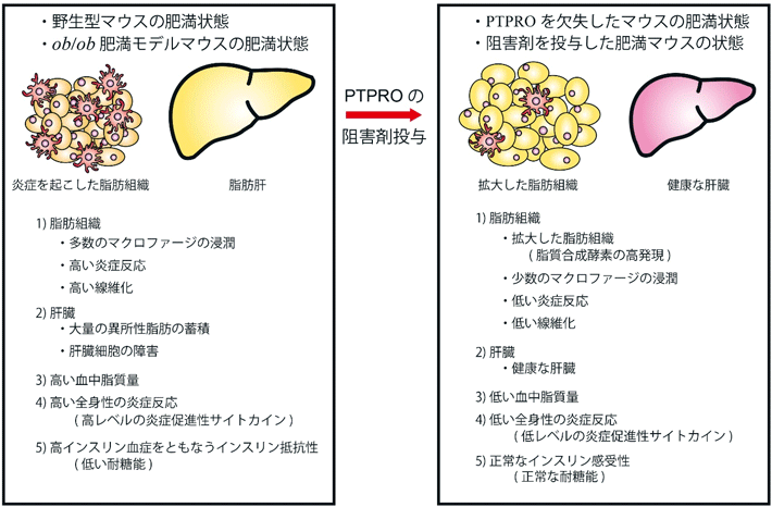 図3. PTPROを欠損したマウスは、高度肥満状態でも脂肪肝や脂質異常症、糖尿病を発症しない。また、高度肥満マウスにPTPROの働きを抑制する薬剤を投与すると、脂肪肝や脂質異常症、糖尿病が回復する。