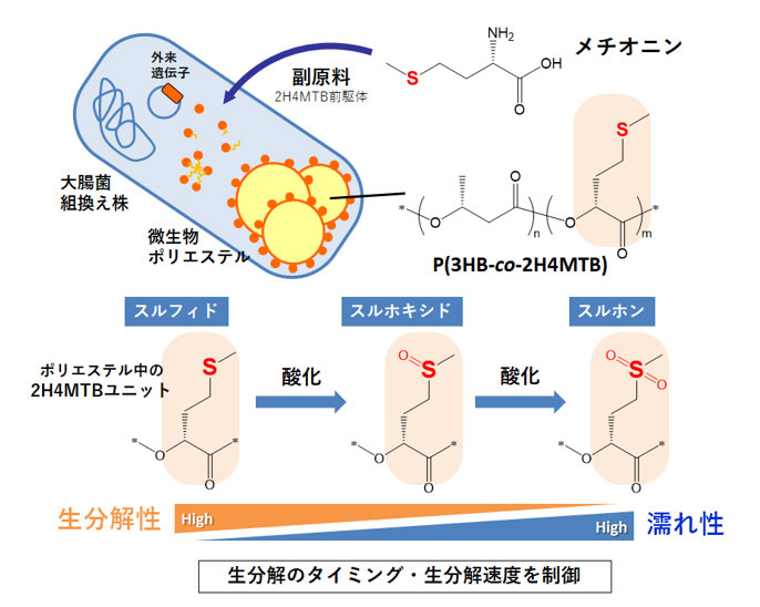 研究の内容を表す概念図